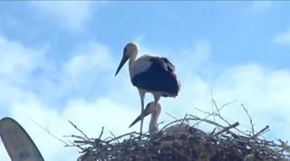 Cuib de barză pe Valea Mureşului