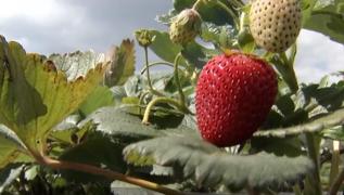 Căpşuni la recolta de august