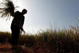 Culturi de orez distruse de vreme