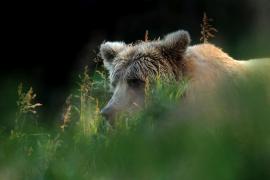 Un urs a fost omorât într-un accident pe autostrada Sibiu – Orăştie
