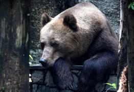 Îngrijitori răniţi de urşi la Braşov