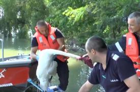 Pompierii din Neamț s-au chinuit zeci de minute să salveze o lebădă rănită