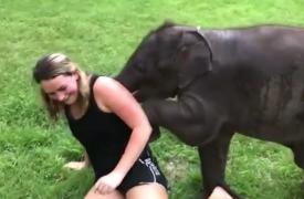 Dornic să-şi facă prieteni, un pui de elefant s-a ataşat atât de tare de o turistă, încât a copleşit-o cu iubire