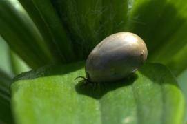 Căpuşă gigantică