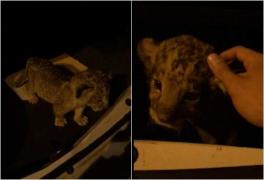 Arădenii care au vrut să vândă un pui de leu ca animal de companie au primit o amendă usturătoare