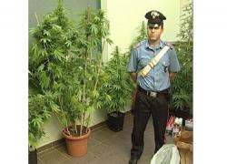 Un român de 28 de ani din Italia care cultiva marijuana pe balcon a fost arestat