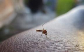 Trei oameni infectaţi cu virusul West Nile, în judeţul Sibiu. Există suspiciuni pentru un al patrulea caz
