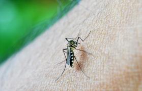 Ţânțarul tigru, purtătorul virusului West Nile