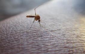 Alertă de călătorie MAE pentru românii care merg în Grecia. Risc privind virusul West Nile, transmis de ţânţari