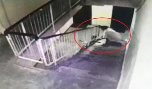 Bicicleta unei fetiţe a fost furată din scara unui bloc din Timişoara