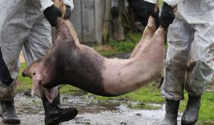 Trei bărbaţi din Brăila, prinşi după ce au furat carne de porc infestată cu pestă africană