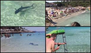 Apariţie de groază pe o plajă plină cu turişti. Un rechin albastru uriaş s-a apropiat la câţiva metri de un grup de copii