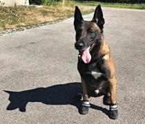 Cod roşu de caniculă. Autostrăzi închise în Europa, câini încălţaţi ca să nu se ardă, puternice incendii de vegetaţie