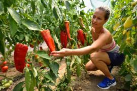 Ce legume nu au nevoie de îngrijire specializată şi le poţi creşte în grădina ta