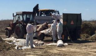 Porci bolnavi de pestă porcină aruncaţi într-o groapă comună din Ialomiţa