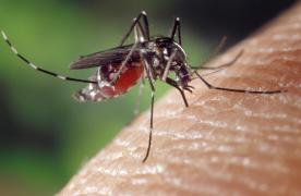 Un bărbat din Galaţi a murit din cauza virusului West Nile