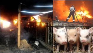 Incendiu de proporţii la ferma de la Tichileşti, afectată de pesta porcină