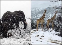 Elefanti si girafe, in zapada in Africa de Sud