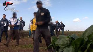 Muncitori români, sclavi în Italia. Oameni plătiţi cu 4 euro pe oră, umiliţi, bătuţi şi ţinuţi în condiţii mizere