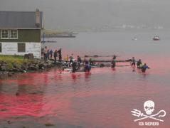 Sute de delfini sunt sacrificați pe o plajă din Insulele Feroe