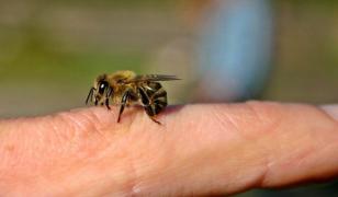Mai mulţi copii de grădiniţă din Bârlad, atacaţi de albine în timp ce vizitau Grădina Publică