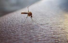 Bărbat din Alba, mort în urma infecţiei cu virusul West Nile. Bilanţul deceselor a ajuns la 22