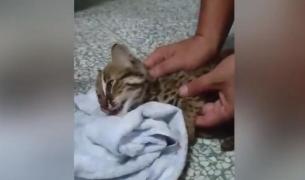 Pui de leopard, lovit grav de o mașină, este resuscitat de un polițist