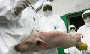 Porci operaţi ca să scape de pesta porcină, la Lucieni, în Dâmboviţa. Dosar penal pentru un fost asistent veterinar