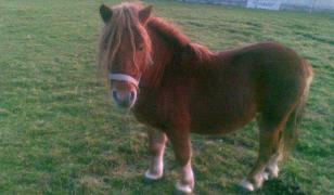 Doi ponei, folosiţi pentru terapia copiilor cu dizabilităţi, au fost furaţi