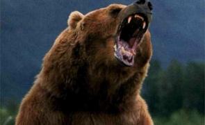 Cabanierul de la Fântânele a fost sfâşiat de urs. Bărbatul e în stare gravă la spital