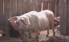 Bilanţ devastator al pestei porcine în România: peste 300.000 de porci ucişi, 927 de focare şi 13 judeţe afectate