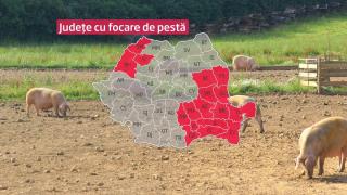 Harta cu judeţele afectate de pesta porcină