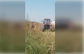 Echipa Observator, atacată în Călăraşi. Un tractorist a încercat să-i calce pe jurnaliştii care filmau uciderea porcilor din Dragalina