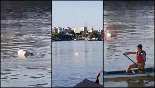 Imaginile dezastrului: Porci morţi plutind pe Dunăre, la Brăila