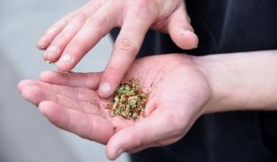 Cultură de cannabis, crescută în ghivece la Timişoara. Kilograme de droguri găsite în podul unei case