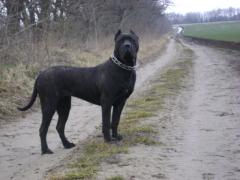 Atac feroce pe stradă la Arad. Femeie atacată şi sfâşiată de doi câini de pază, internată direct la chirurgie