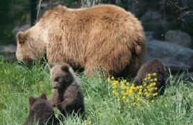Bărbat atacat de ursoaică cu pui în Harghita