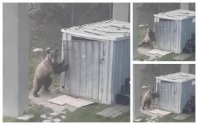 Urs filmat cum dă atacul la un hotel din Predeal. Distruge în câteva secunde o uşă de metal (Video)