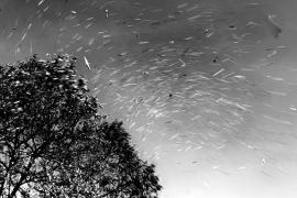 Alertă de vreme severă imediată. Cod galben de vijelii în Transilvania şi Moldova, în următoarele ore