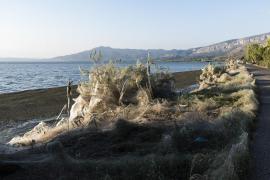 Plante de la marginea oraşului acoperite de pânză de păianjen