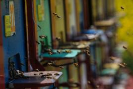 Pedeapsă cu închisoare pentru un agricultor austriac, după moartea unor albine