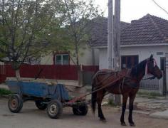 Descoperire macabră într-o căruţă care mergea singură pe stradă la Flămânzi