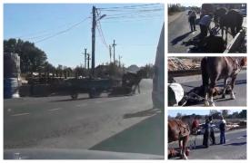 Căluţ prăbuşit de oboseală, chinuit şi lovit fără milă cu piciorul în cap de stăpân, pe o şosea din Maramureş (Video)