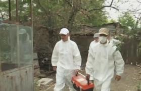 Echipele de intervenție care combat pesta porcină