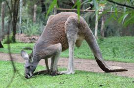 Cangur într-o rezervaţie naturală