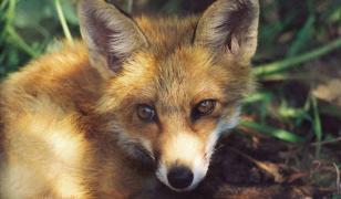 Animale sălbatice ucise în România, din cauza pestei porcine