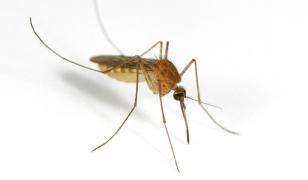 O femeie din Dolj a murit după ce a fost diagnosticată cu virusul West Nile