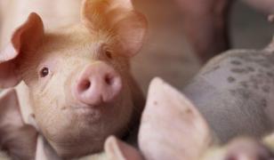 Parchetul General a deschis un dosar penal pentru pesta porcină din România