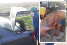 Pesta porcină la Călăraşi