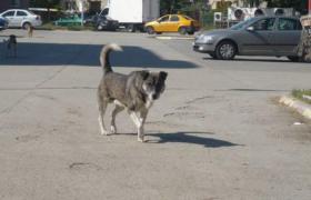 O şoferiţă din Timiş a ales să provoace un accident groaznic, decât să lovească un câine